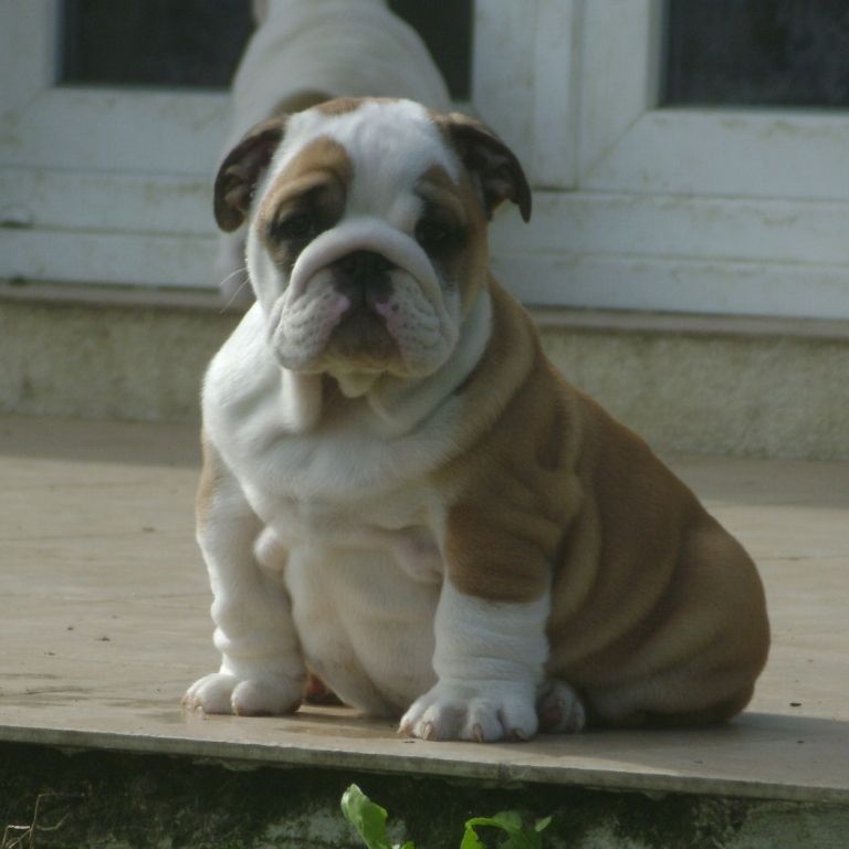 chiot bulldog anglais